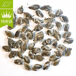 Perles de thé au Jasmin Bio