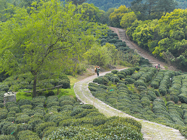 Jardins de thé en Chine lors de la première cueuillette de printemps